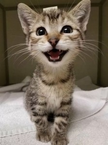 Create meme: cat smiles, cat meows, cute cats funny
