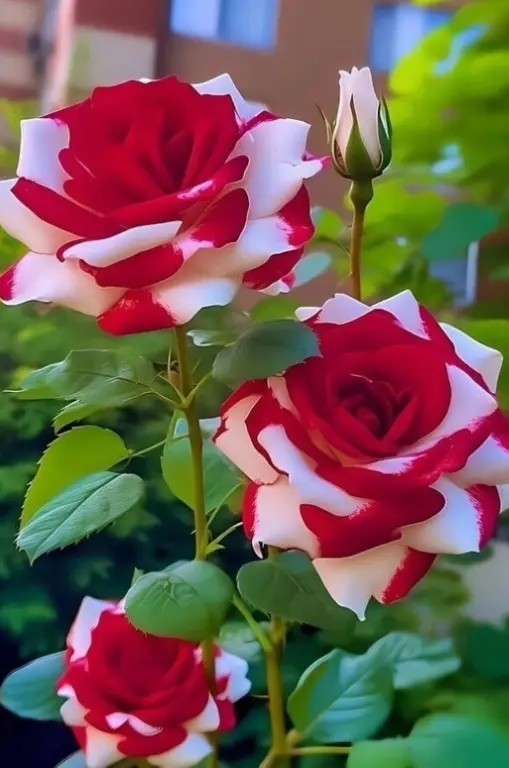 Создать мем: роза николь, красивые розы, красно белые розы