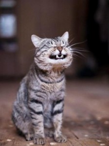 Create meme: happy animals, cat smiling photos, the cat