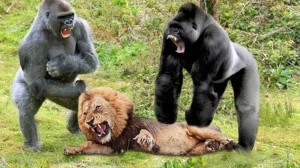 Создать мем: драка медведь против гориллы, лев и горилла драка, гигантская горилла