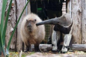 Create meme: friendly capybara, Vdovenko capybara, a pet capybara