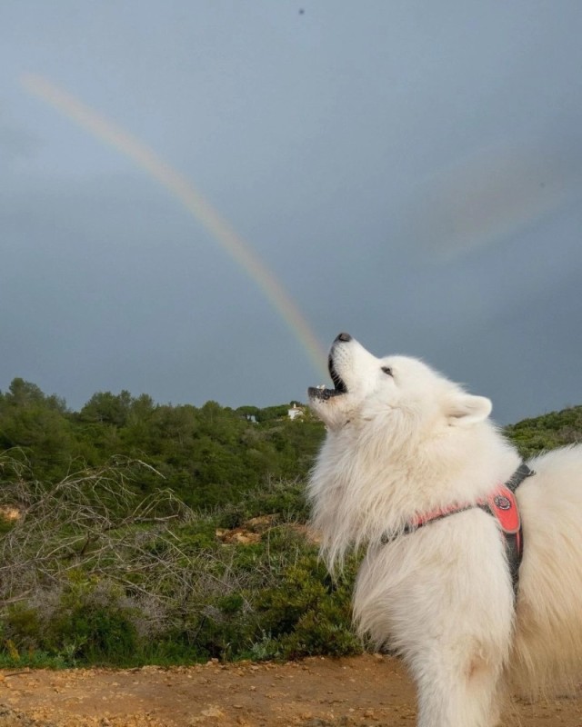 Create meme: samoyed husky dog, dog Samoyed, Samoyed husky