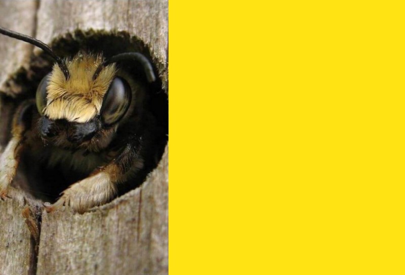 Create meme: bee , bee carpenter, a swarm of bumblebees