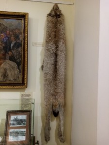 Создать мем: красноярский краеведческий музей, редкие животные, 3 шкуры