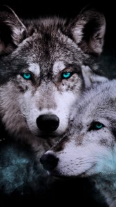 Создать мем: обой волк, волк волк, злой волк