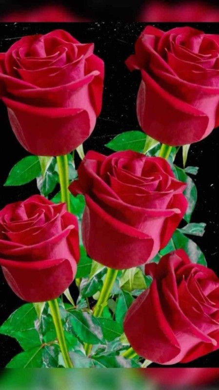 Create meme: beautiful roses , roses are red , beautiful roses
