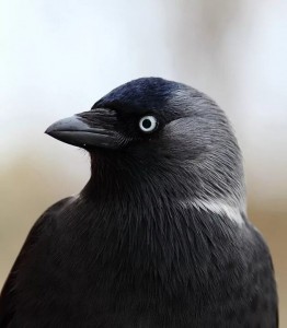 Create meme: jackdaw bird