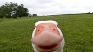 Create meme: geese, funny goose, funny goose