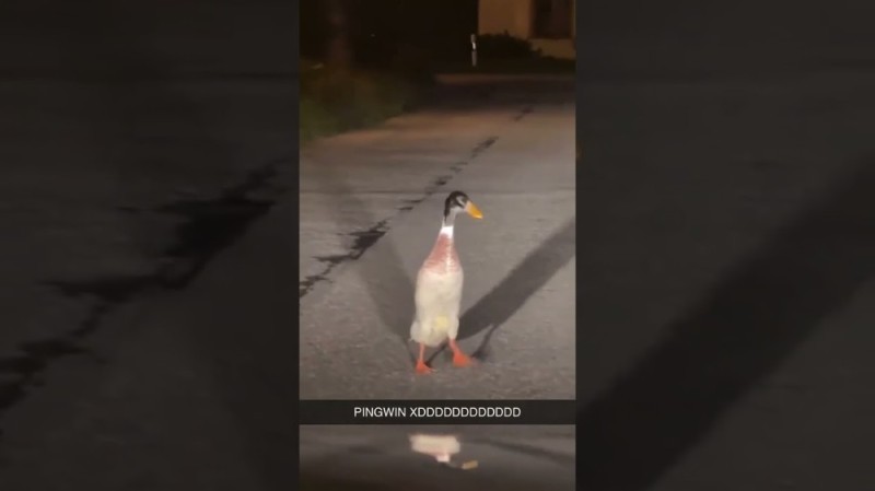 Create meme: duck , duck duck, goose 
