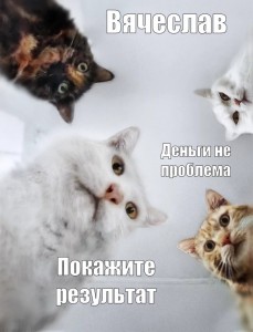 Create meme: Natasha and cats memes, meme cat, cat meme