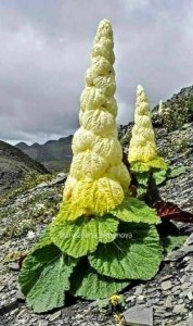 Создать мем: растения для сада, verbascum spectabile, ревень