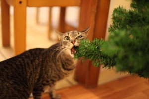 Создать мем: новогодние котики, ёлка, коты и елки