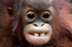 Create meme: monkey orangutan, funny monkey