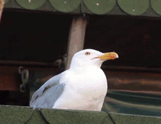 Create meme: laughing gull , seagull, neighing seagull