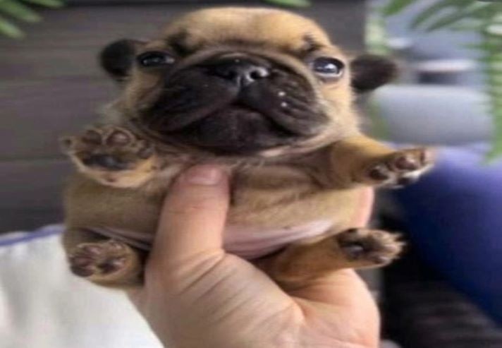 Create meme: bulldog puppy french, breed pug, bulldog pug