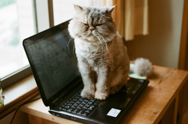 Создать мем: котенок за компьютером, рыжий кот за компьютером, кот за компьютером