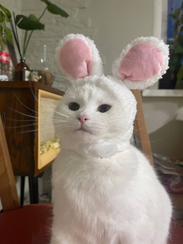 Create meme: a cat with rabbit ears, cat , a cat with bunny ears