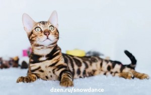 Create meme: cat-Bengal, Bengal cat, Bengal cat