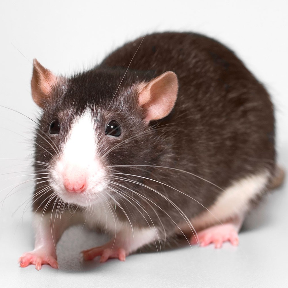 Create meme: dumbo breed rat, The dumbo rat is black and white, rats Dumbo