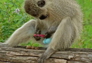 Создать мем: яйца бабуина, яички обезьяны, мартышка верветка самец