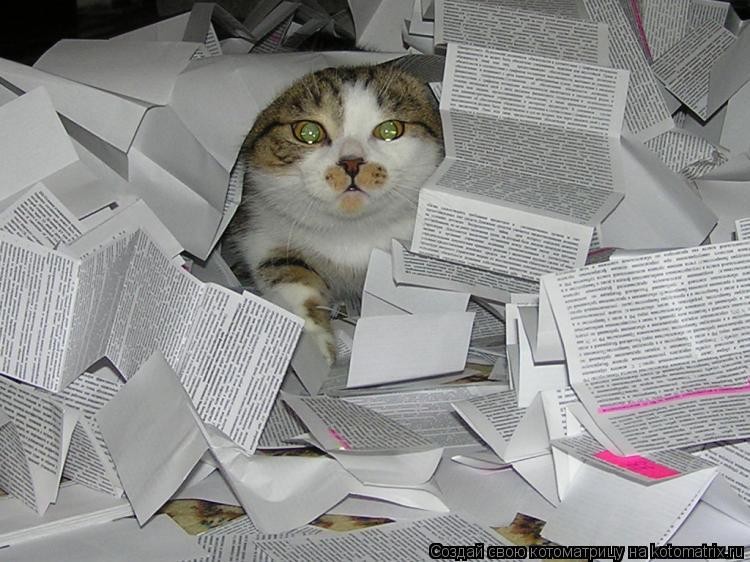 Create meme: a cat littered with papers, The cat is a scientist, the cat with a newspaper