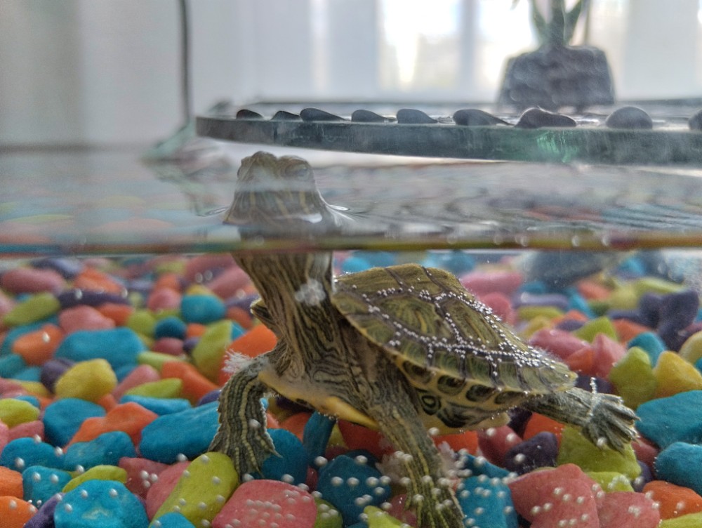Создать мем: красноухая черепаха в домашних, аквариум с красноухими черепахами, аквариум с черепахами