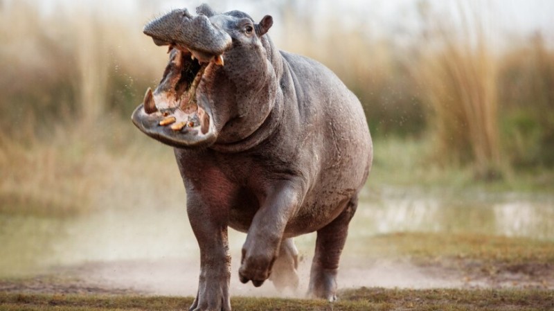 Create meme: running behemoth, hippopotamus hippopotamus mouth, Hippo 