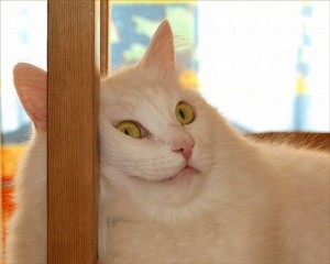 Создать мем: котики, кот, смешной белый кот мем