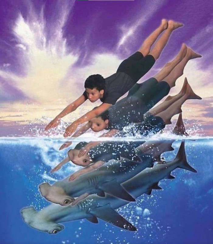 Create meme: Animorphs David cover, shark in the water, turning a man into a shark
