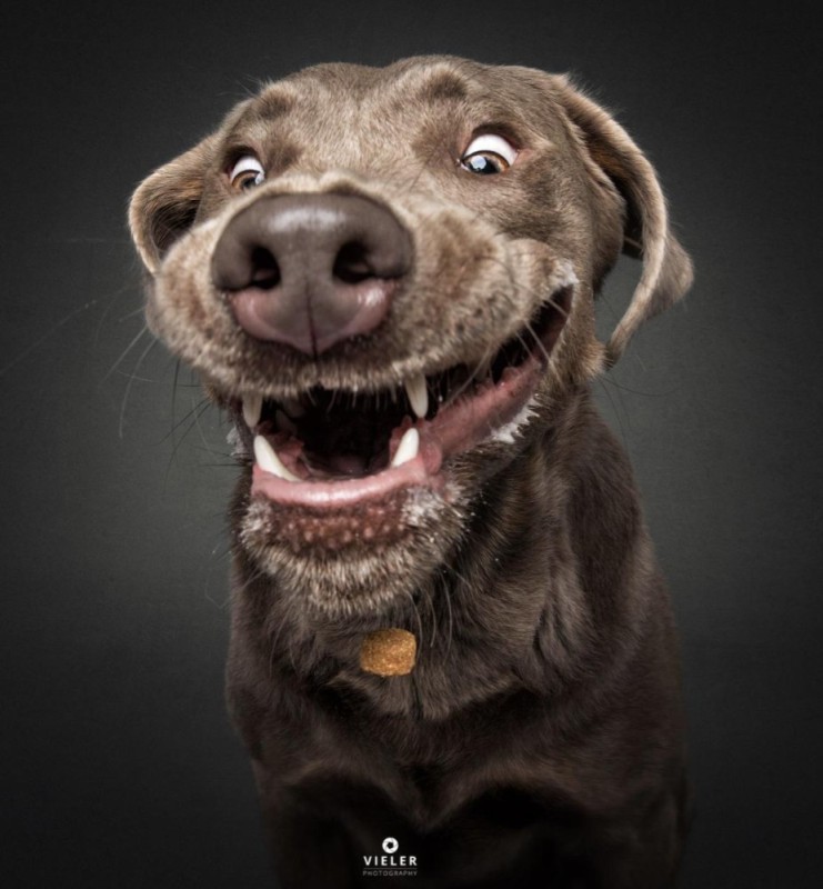 Create meme: dog with tongue hanging out, the funny muzzles, smiling dog
