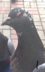 Создать мем: pigeon, авария из за голубя в ростове, тупой голубь