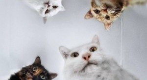 Создать мем: мем котик, мем кошка, мемы с котиками