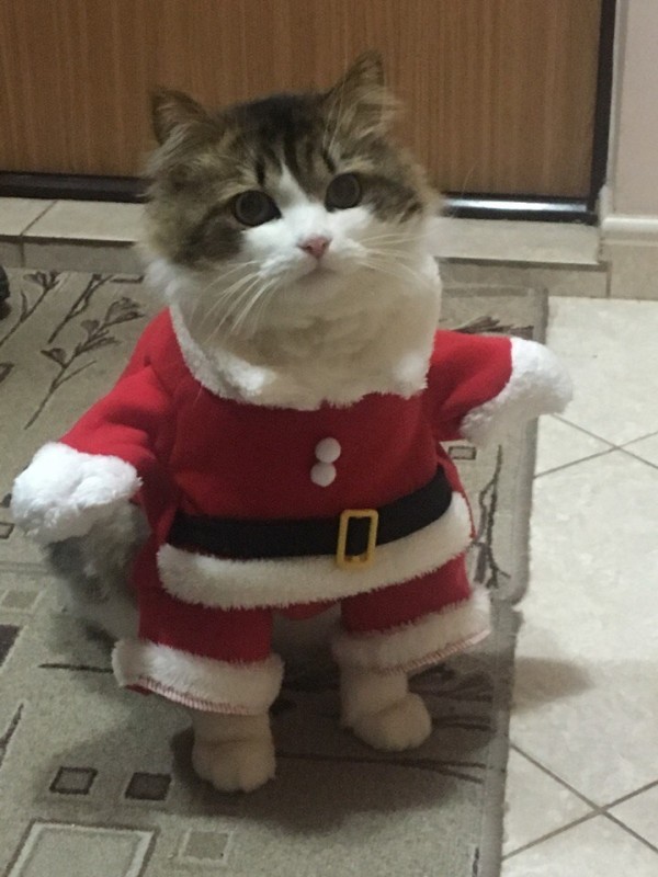 Create meme: a cat in a New Year's costume, cats in New Year's costumes, Santa the cat