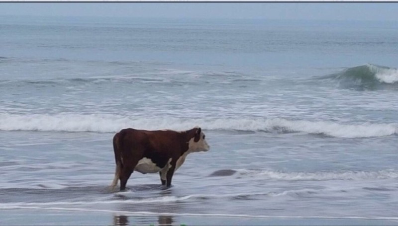 Создать мем: мем море, корова смотрит на море, корова на берегу