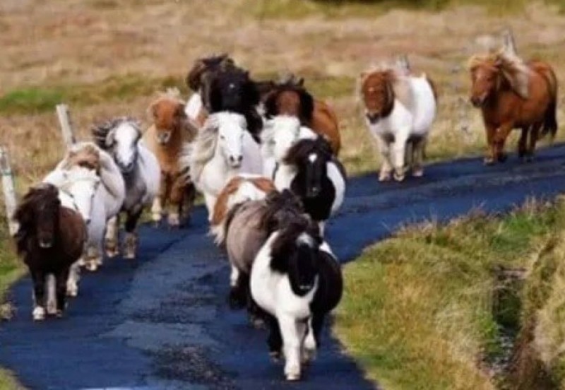 Create meme: shetland pony, shetland pony islands, shetland islands animals