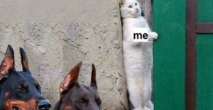 Create meme: Doberman meme, animals jokes, cat hiding from dog
