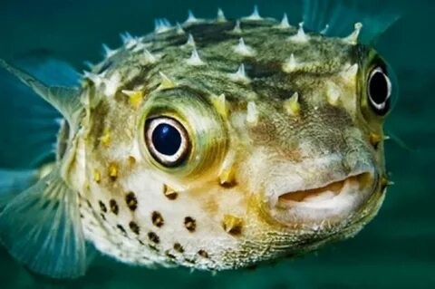 Create meme: fish , fish hedgehog , poisonous puffer fish