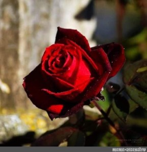 Create meme: beautiful roses , rose rose, red roses 