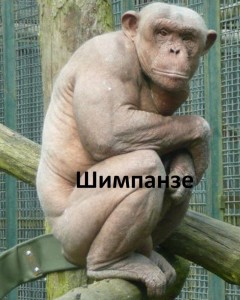 Создать мем: горилла и шимпанзе, обезьяна лысая, танцую редко обезьяна фото
