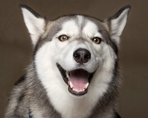 Создать мем: хаски собака улыбка, удивленные хаски, хаски