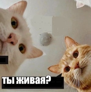 Создать мем: красивое мем коты, кот, мем котик