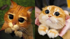 Создать мем: котик из шрека с огромными глазами, кот шрек, кот из шрека