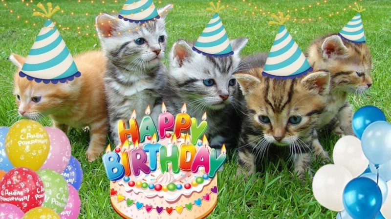 Создать мем: кошка, котики, happy birthday cat