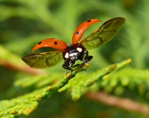 Create meme: colorful beetles, the types of ladybugs, about the ladybug