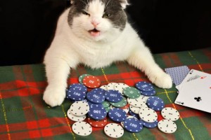 Create meme: poker, pet