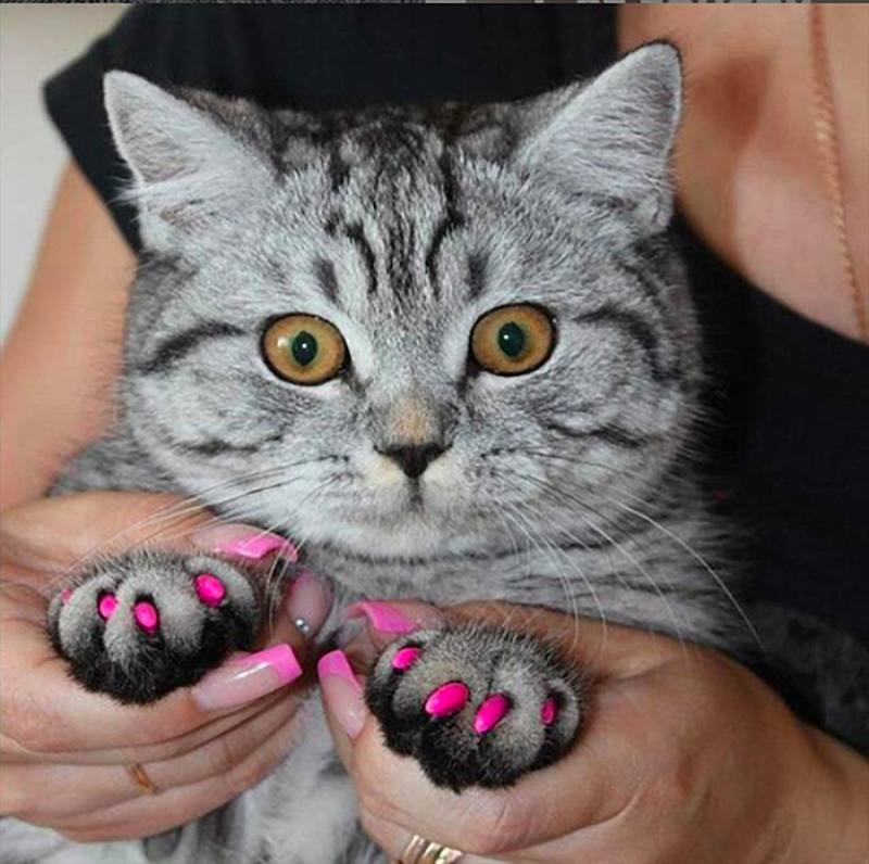 Создать мем: ногти для котов, кошка ногти, антицарапки