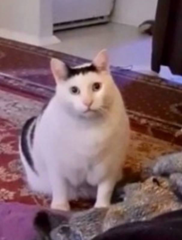 Создать мем: мемный кот, толстый кот, кот из мема