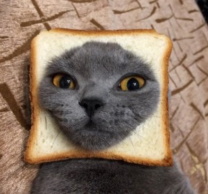Create meme: cat sandwich, cat bread, cat in bread