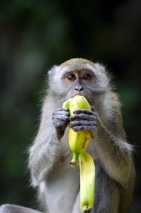 Создать мем: baamboozle, маленькая обезьянка с бананом, обезьянка и бананы
