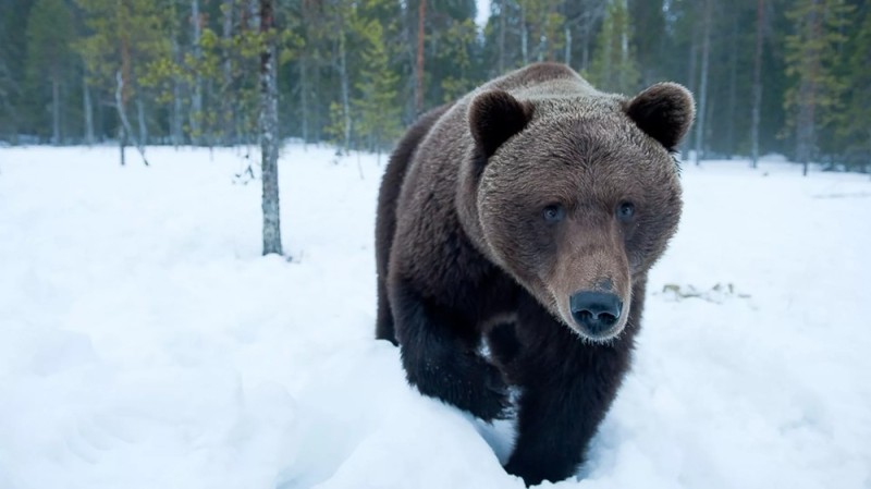 Create meme: brown bear , A bear in the winter forest, bear in winter